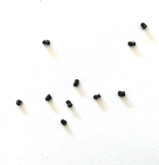 Pequeñas semillas negras de Thelocactus macdowellii esparcidas sobre fondo blanco