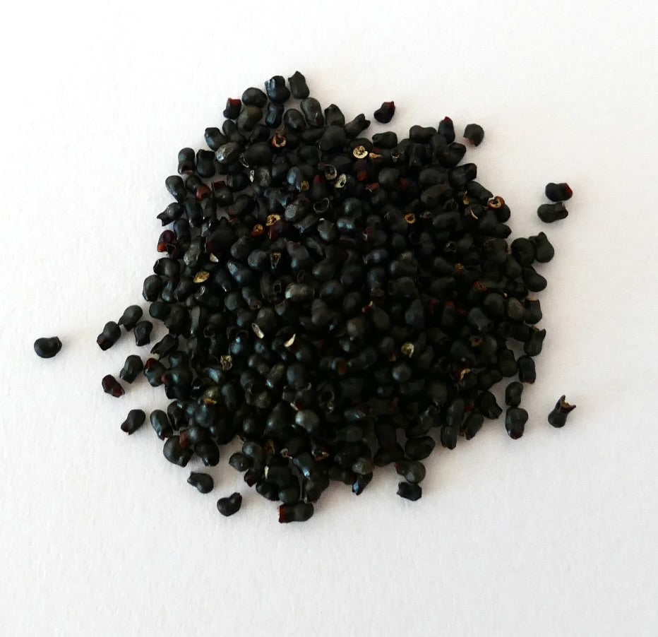 About three hundred small black seeds of Thelocactus rinconensis on a white background