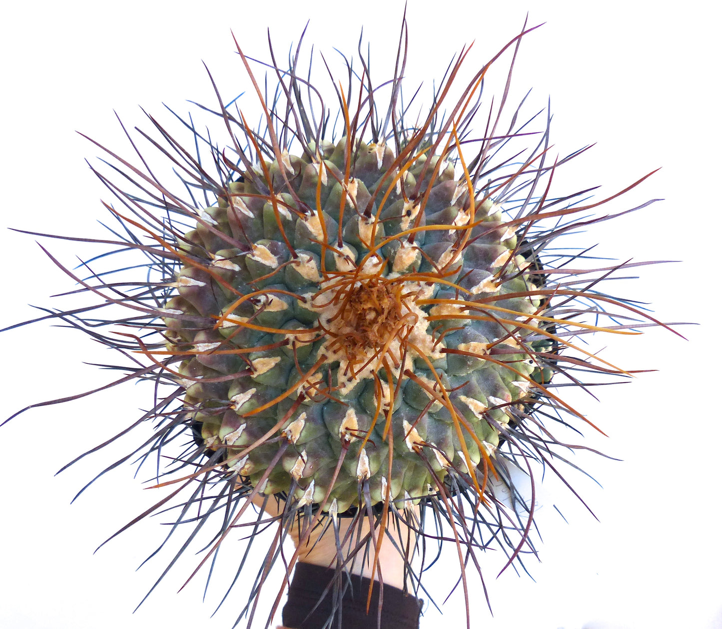 Thelocactus rinconensis v. freudenbergeri large cactus with long reddish and dark spines succulent specimen