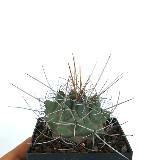 Thelocactus rinconensis var. nidulans small green cactus with long sharp spines in pot