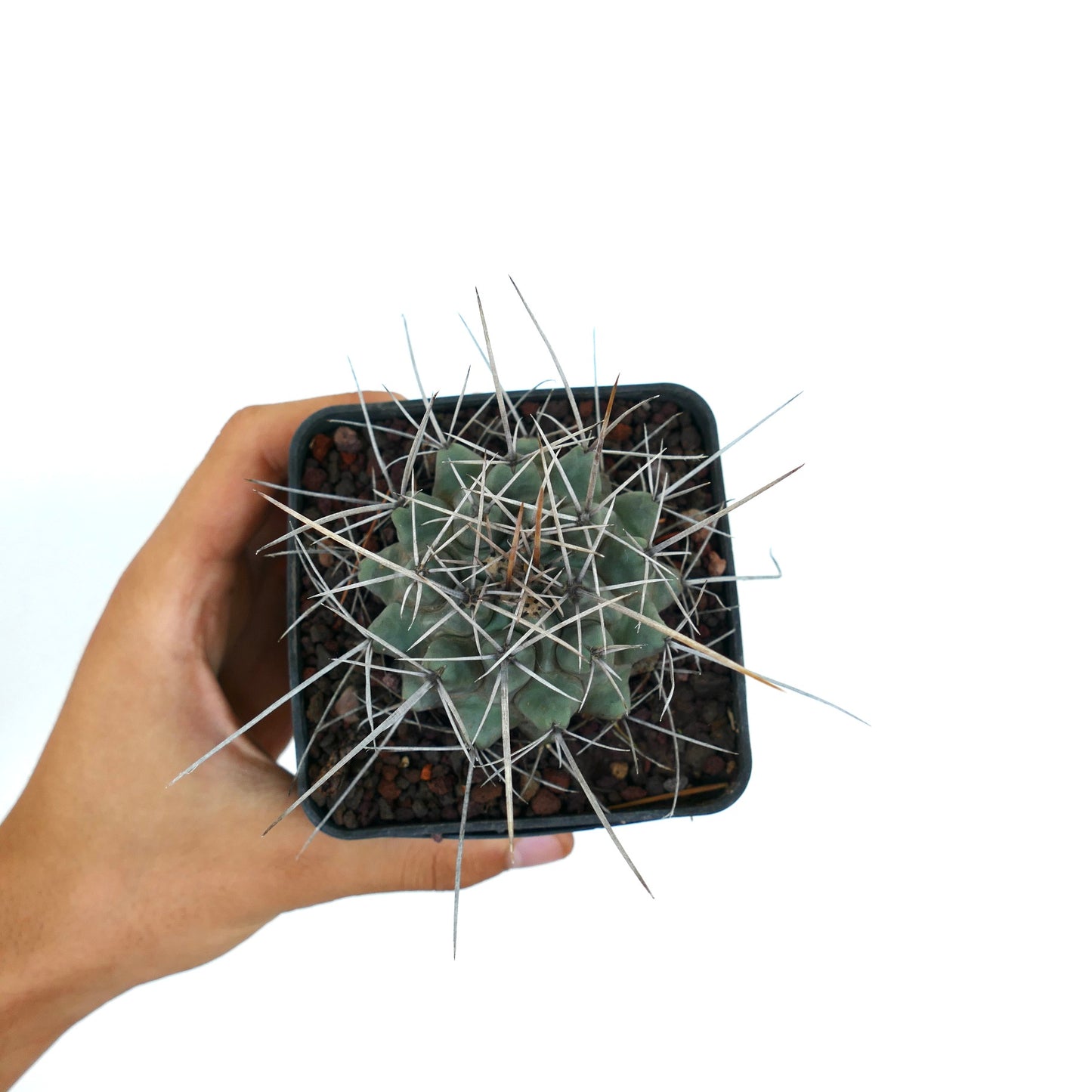 Thelocactus rinconensis var. nidulans succulent cactus with long sharp spines in small pot held by hand