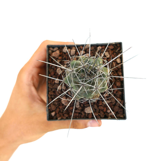 Thelocactus rinconensis var. nidulans small green cactus with long sharp white spines in pot