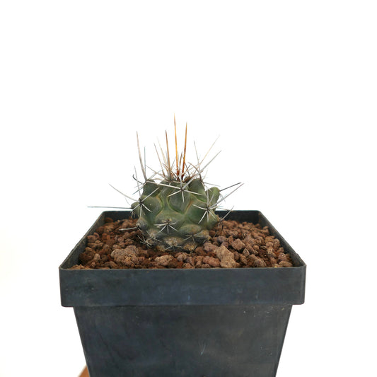 Thelocactus rinconensis var. nidulans small green cactus with long sharp spines in black pot