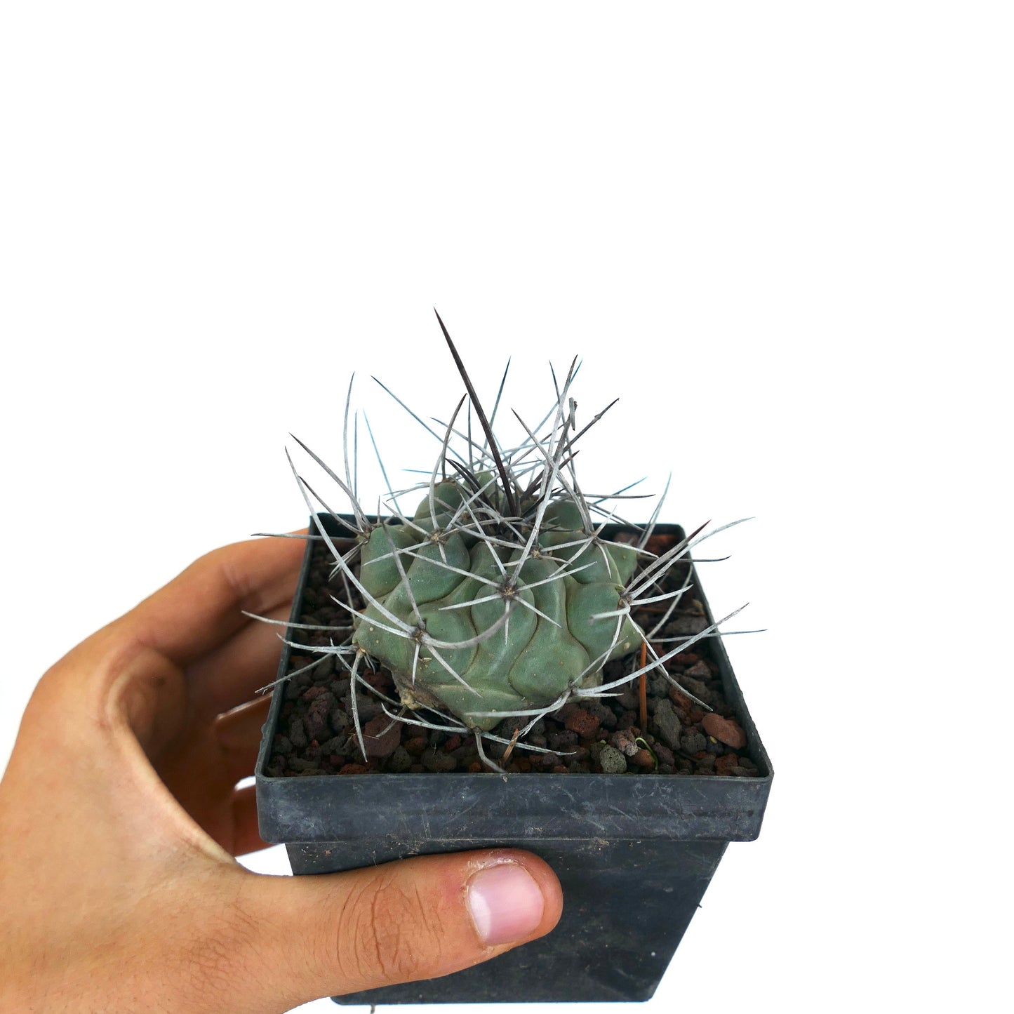 Thelocactus rinconensis var. nidulans small green cactus with long white and dark spines in black pot