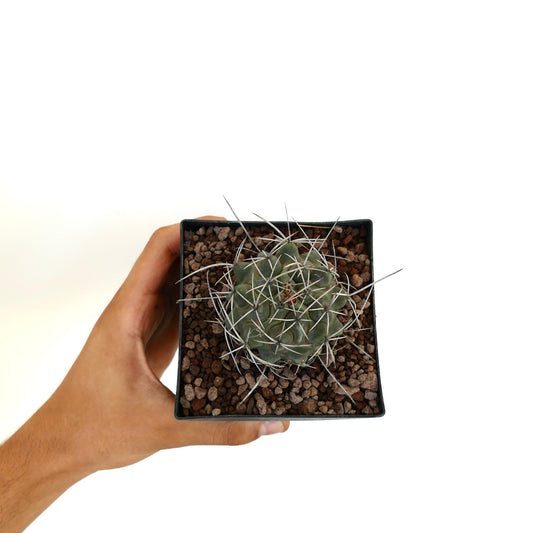 Thelocactus rinconensis var. nidulans small succulent cactus with long white spines in black pot