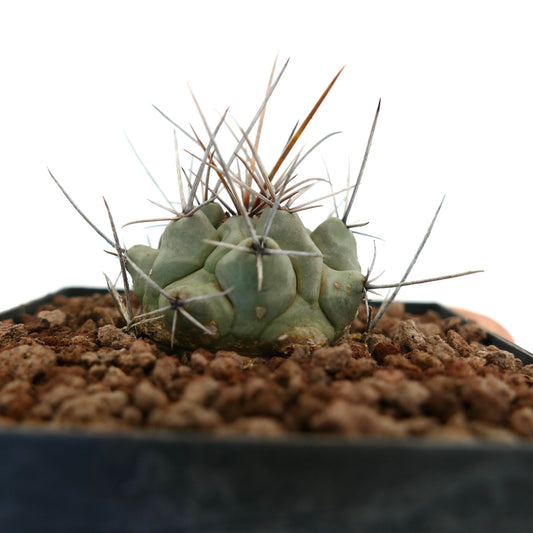 Thelocactus rinconensis var. nidulans small green cactus with long sharp spines in rocky soil