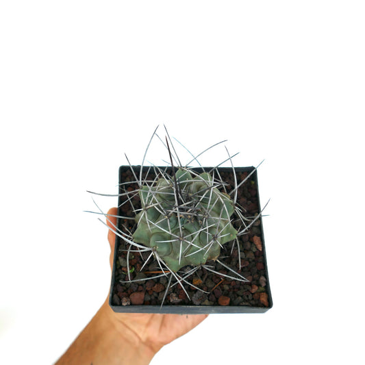 Thelocactus rinconensis var. nidulans small succulent cactus with long sharp spines in black pot