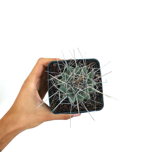 Thelocactus rinconensis var. nidulans small succulent cactus with long sharp spines and green body in pot