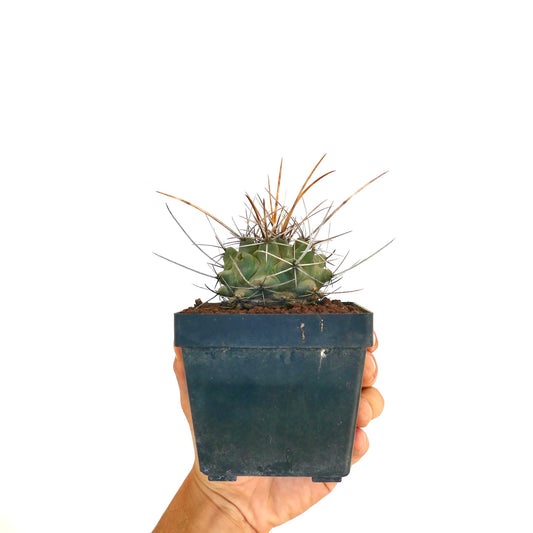 Thelocactus rinconensis var. nidulans small green cactus with long sharp spines in black pot