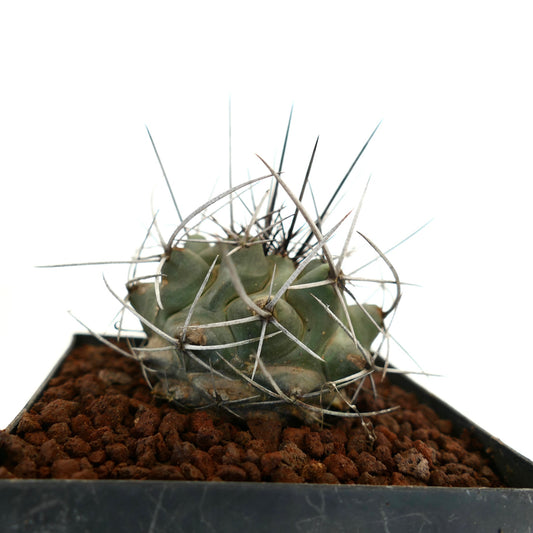 Thelocactus rinconensis var. nidulans small green cactus with long sharp white and black spines in pot