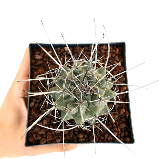 Thelocactus rinconensis var. nidulans succulent cactus with long sharp spines in small pot