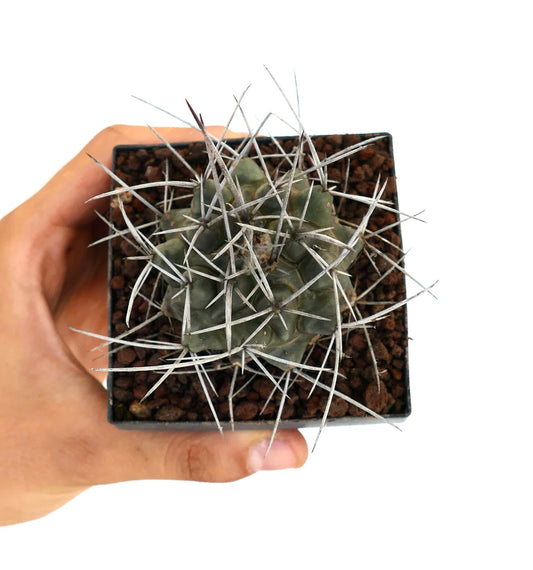 Thelocactus rinconensis var. nidulans small green cactus with long white spines in black pot
