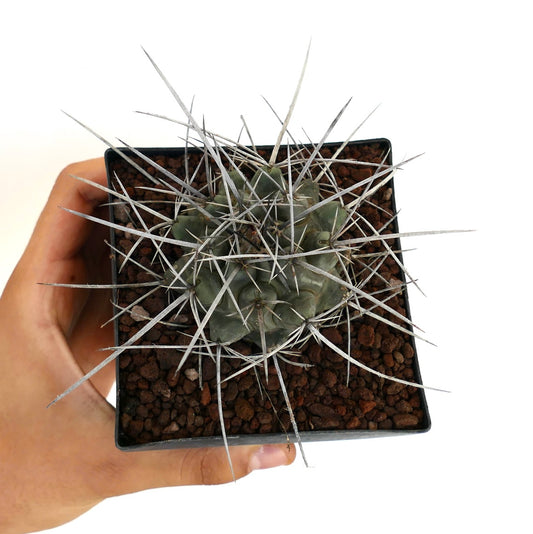 Thelocactus rinconensis var. nidulans succulent cactus with long sharp gray spines in small pot