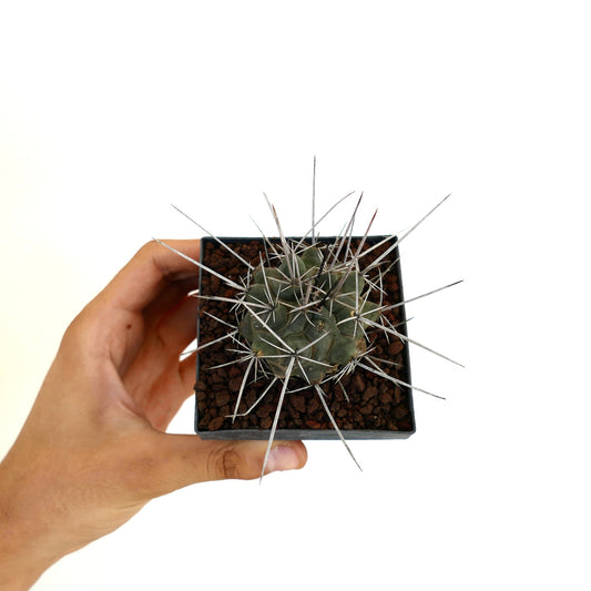 Thelocactus rinconensis var. nidulans small cactus with long sharp spines in black square pot