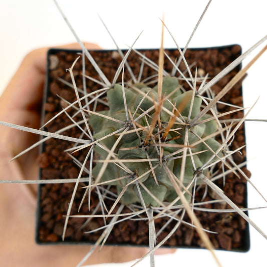 Thelocactus rinconensis var. nidulans succulent cactus with long sharp spines and green ribbed body