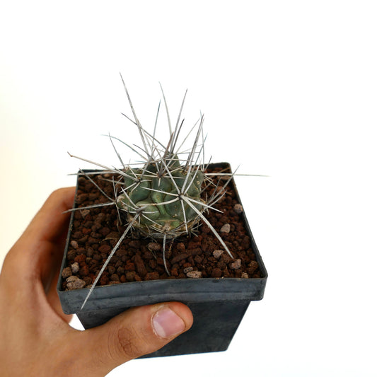 Thelocactus rinconensis var. nidulans small cactus with long white spines in black pot