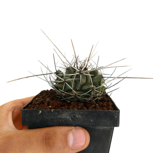 Thelocactus rinconensis var. nidulans small succulent cactus with long sharp spines in black pot