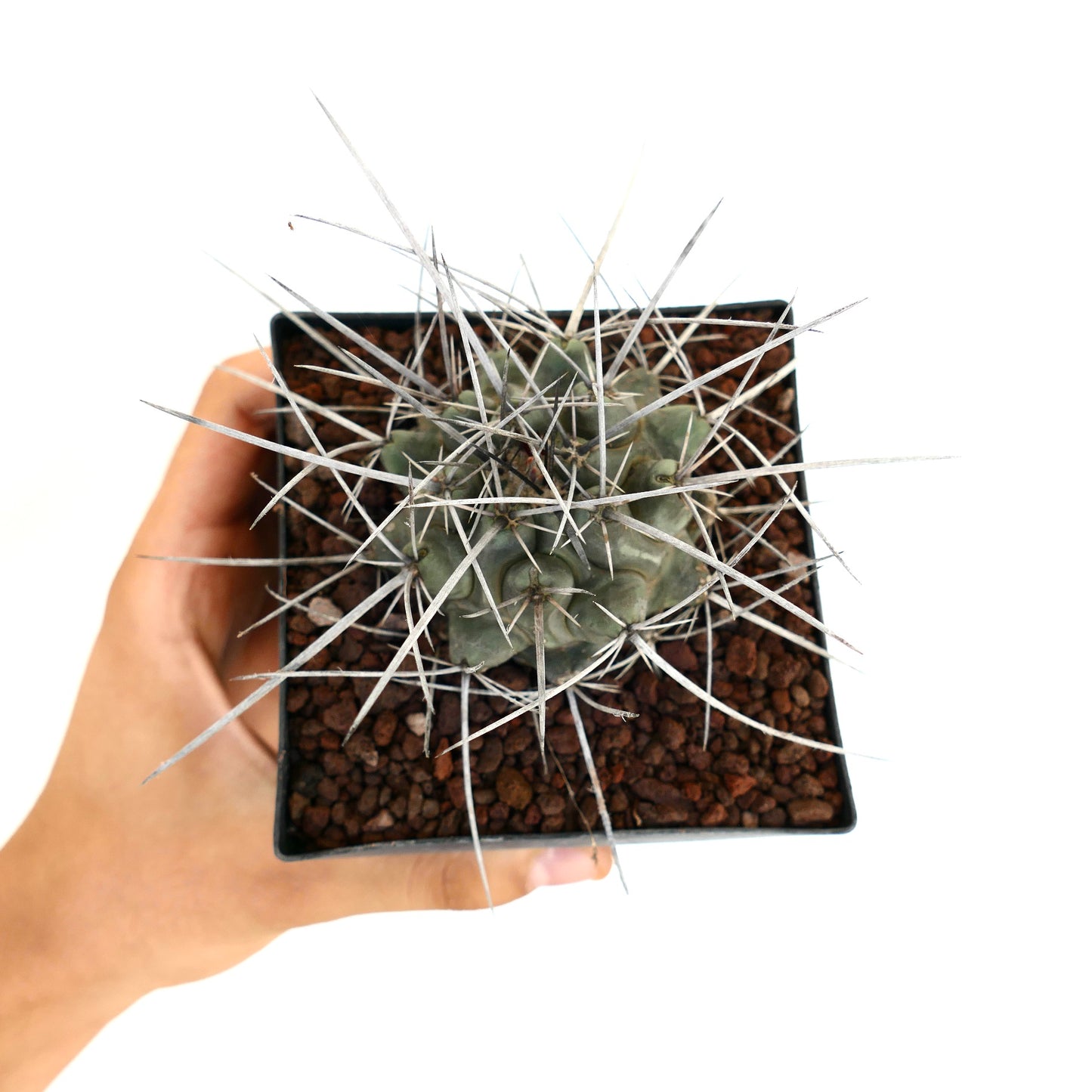 Thelocactus rinconensis var. nidulans succulent cactus with long sharp white spines in small pot