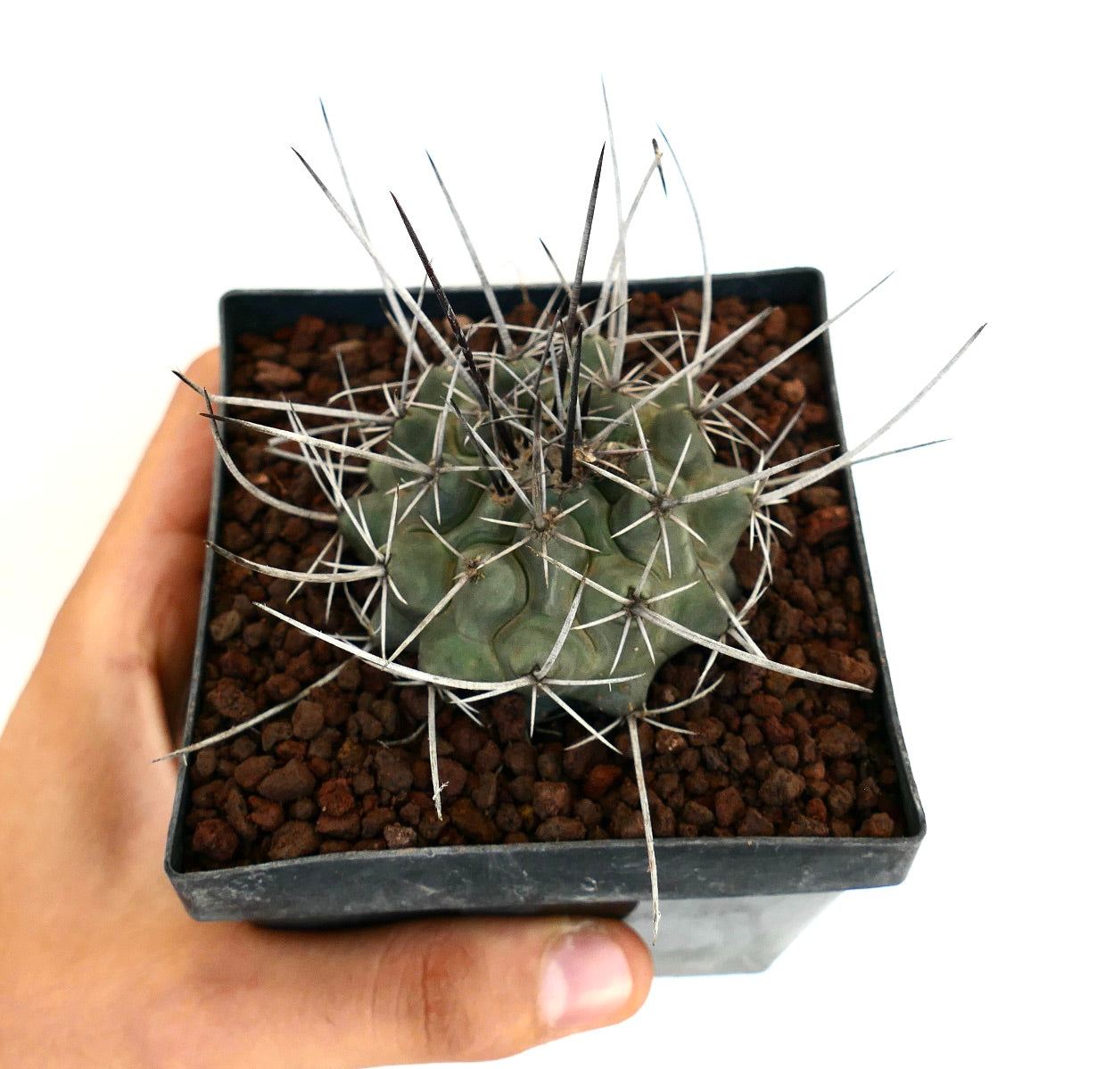Thelocactus rinconensis var. nidulans succulent cactus with long white and black spines in small pot