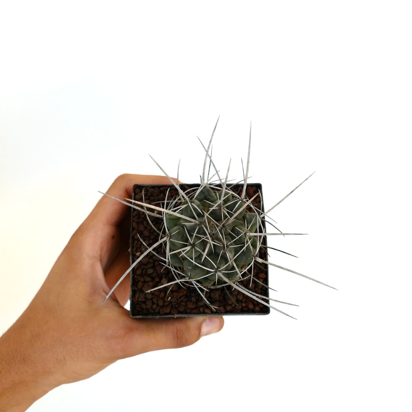 Thelocactus rinconensis var. nidulans small cactus with long white spines in black pot held by hand