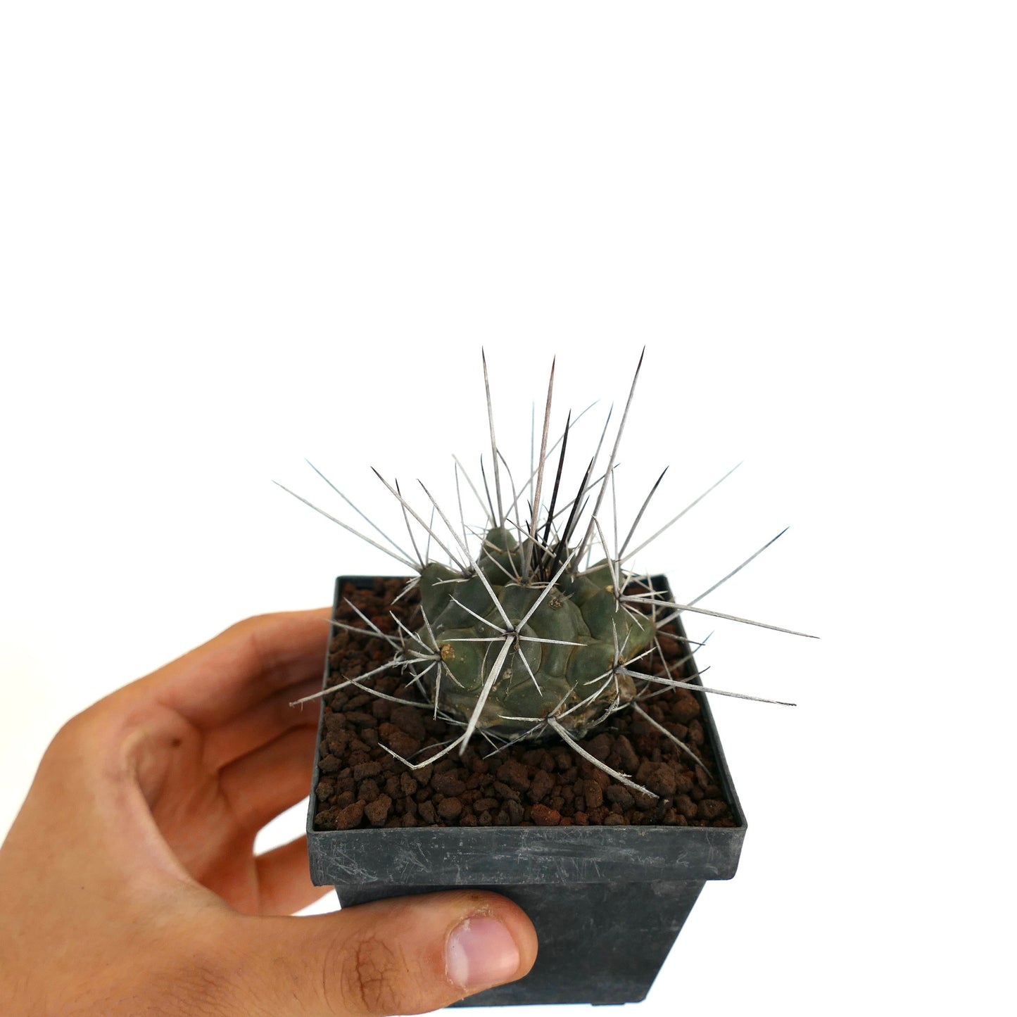 Thelocactus rinconensis var. nidulans small green cactus with long sharp white spines in black pot