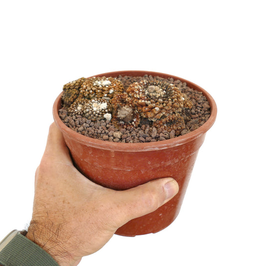 Thelocephala glabrescens rare succulent cluster with brown textured tubercles and white woolly spots