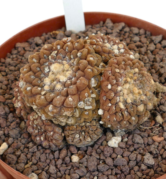 Thelocephala glabrescens rare brown clustered succulent with textured tubercles in pot