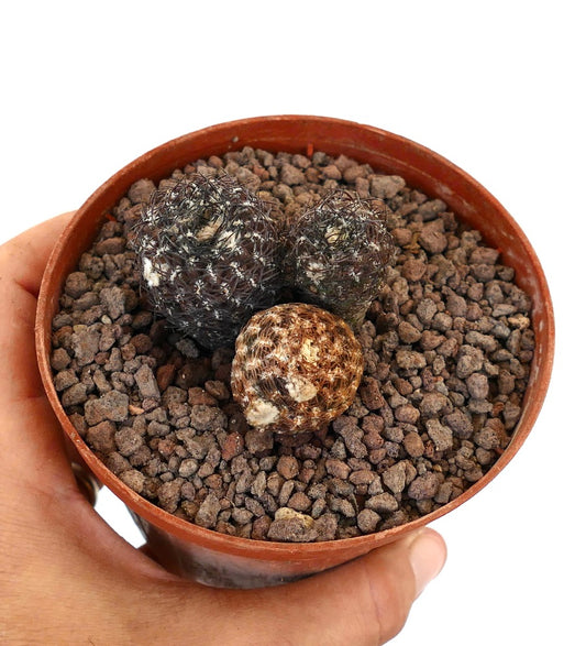 Thelocephala duripulpa small dark spiny succulent cactus cluster in terracotta pot