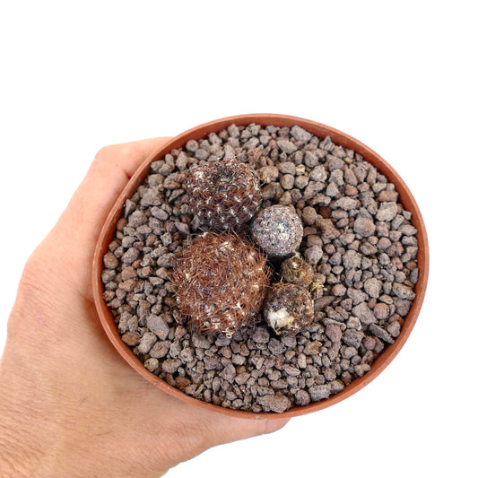 Thelocephala duripulpa small brown spiny succulent cactus cluster in terracotta pot