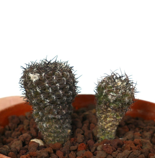 Thelocephala duripulpa small rare succulent cactus with dense spines in clay pot