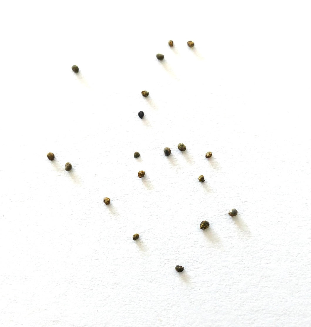 Thelocephala esmeraldana kleine cactuszaadjes verspreid op een witte achtergrond