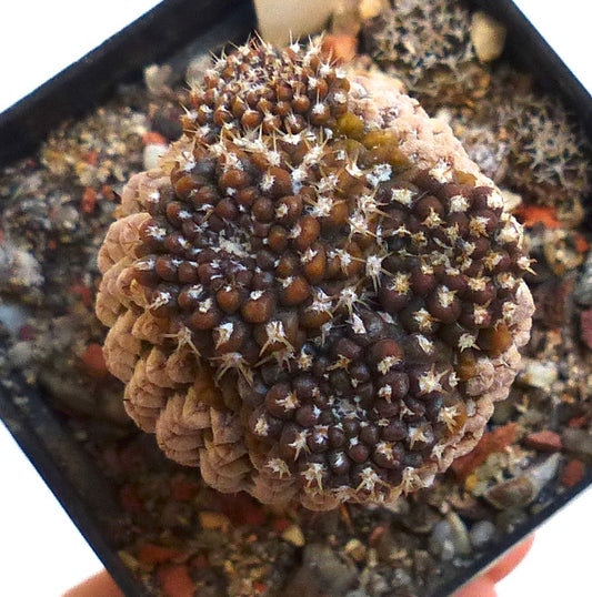 Thelocephala fankhauseri sjelden brun klynget sukkulent kaktus med små torner