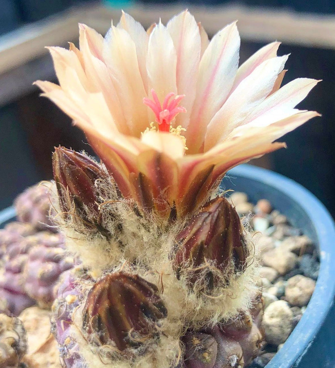 Thelocephala fulva saftig kaktus med blek ferskenfarget blomst og lodne brune knopper i potte