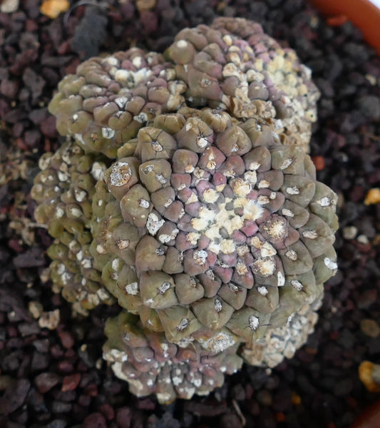 Thelocephala glabrescens succulent cactus with clustered, textured, brownish-green tubercles and white areoles