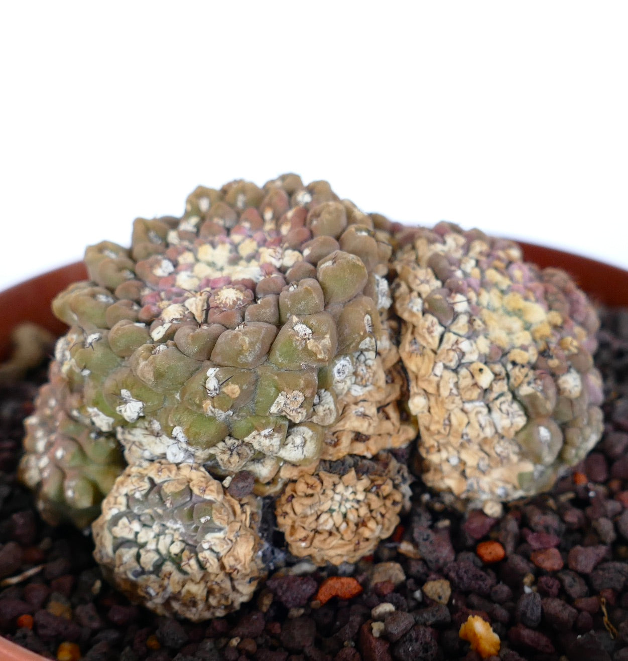 Thelocephala glabrescens sukkulent kaktus med klyngete, teksturerte, aldrende stilker og ru overflate