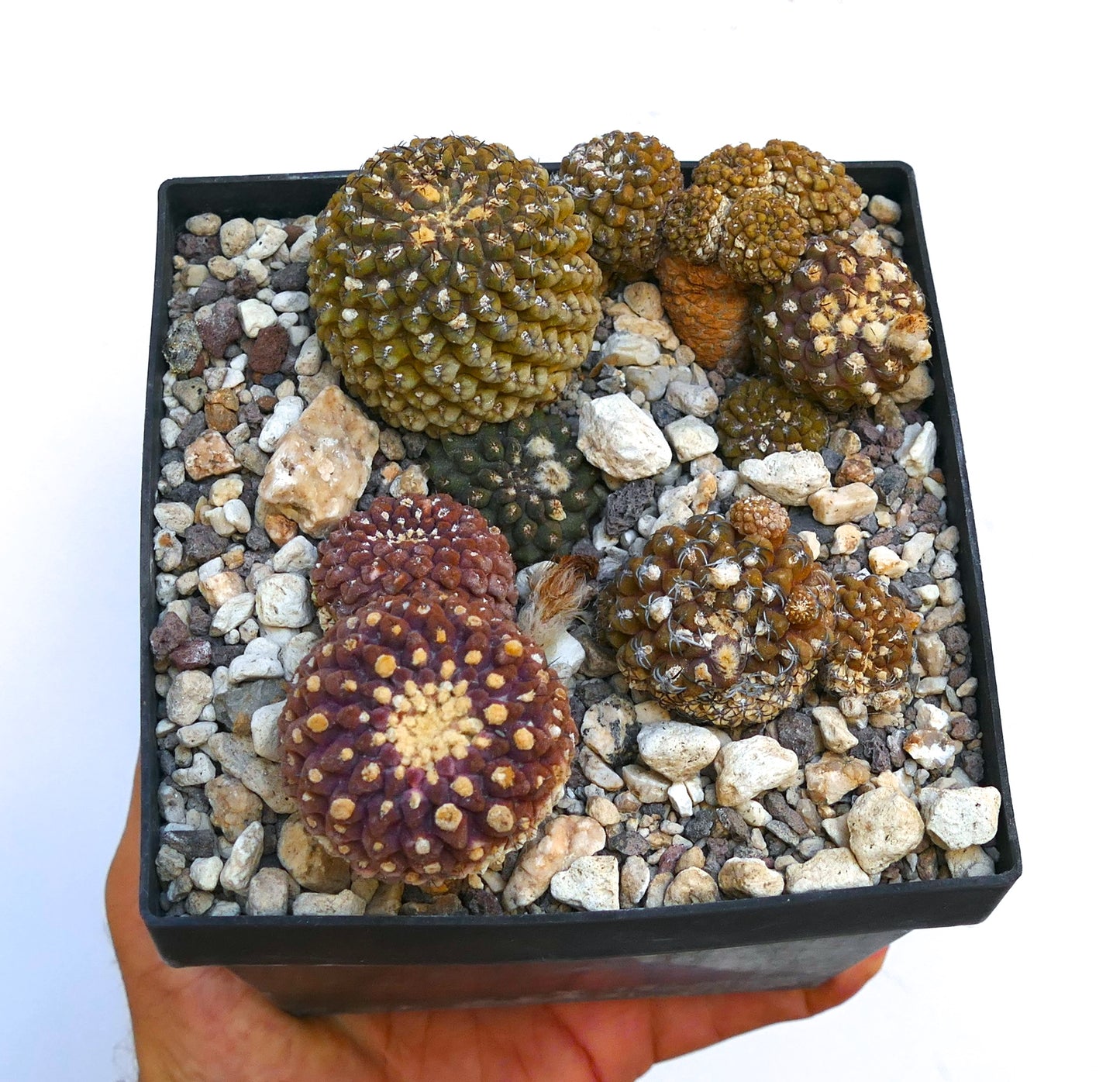 Thelocephala glabrescens rare succulent cactus with textured, rounded clusters and spiny areoles in pot