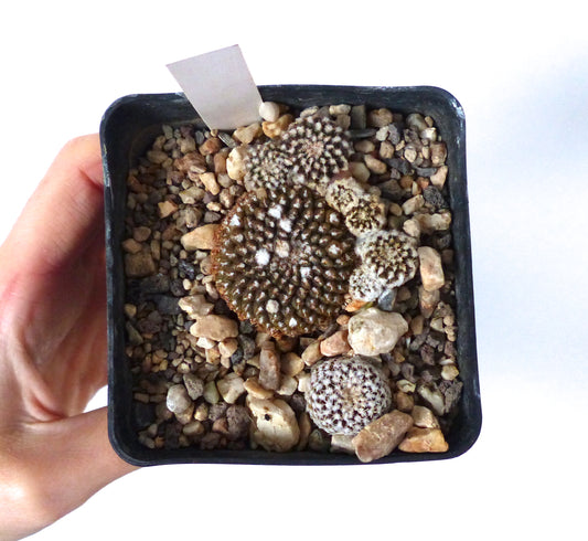 Thelocephala krausii liten rund sukkulent kaktus med hvite torner i steinete jord