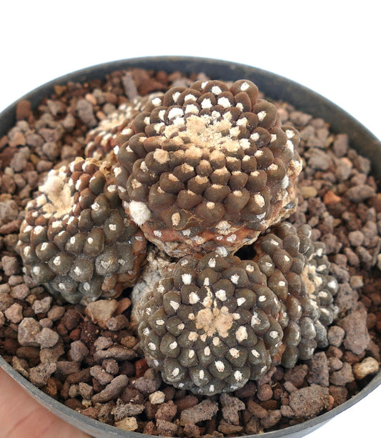 Thelocephala nuda cluster succulent cactus with brown textured tubercles and white woolly spots