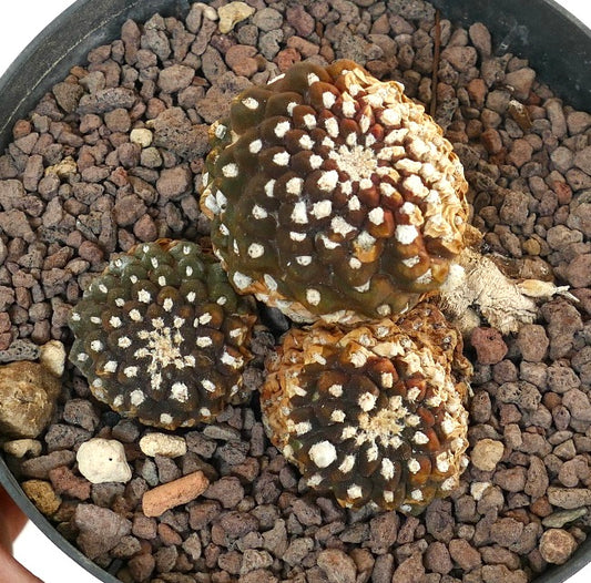 Thelocephala nuda succulent cactus with rounded tubercles and white areoles in rocky soil