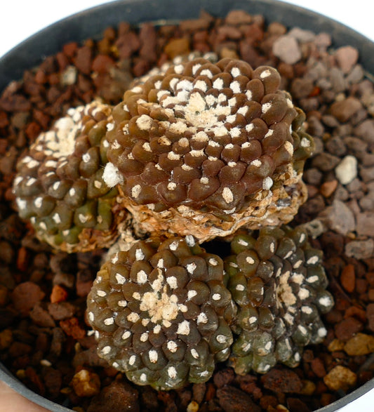Thelocephala nuda rare succulent cactus with clustered brown-green tubercles and white areoles