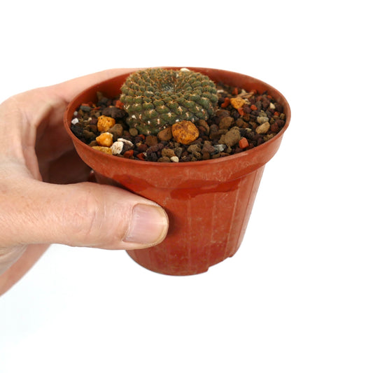 Thelocephala pajonalensis small round succulent cactus with dense spines in terracotta pot
