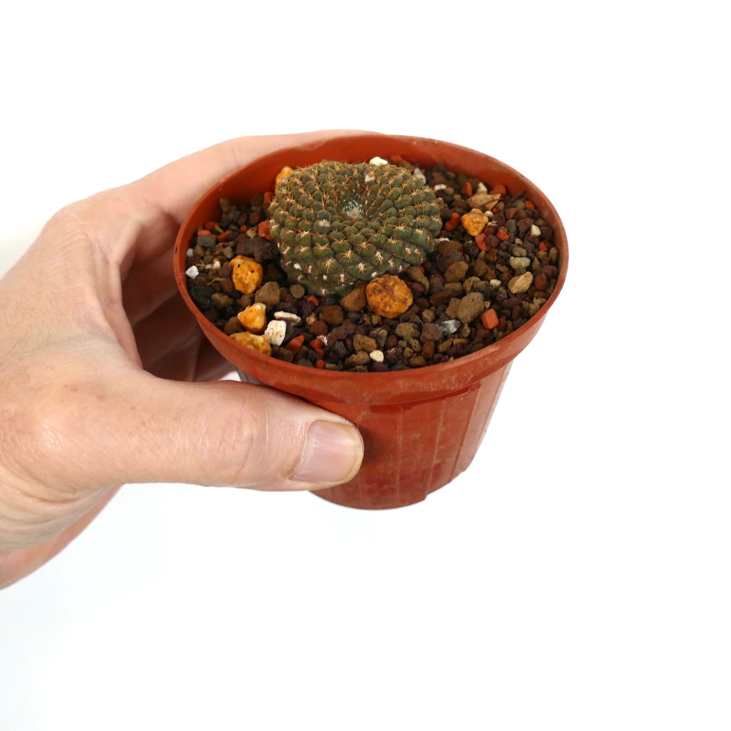 Thelocephala pajonalensis liten rund sukkulent kaktus med tette torner i potte holdt i hånd