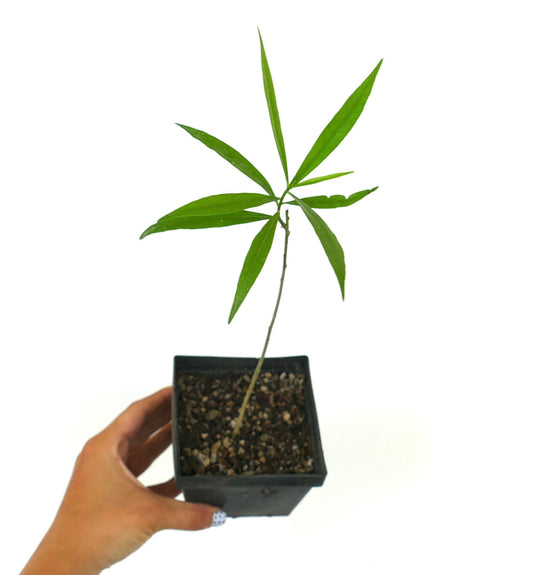 Thevetia peruviana young slender plant with narrow green leaves in black nursery pot