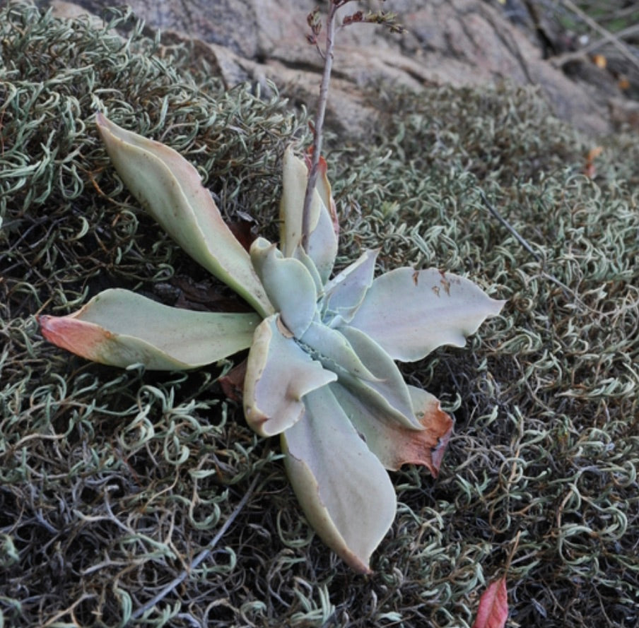 Thompsonella garcia-mendozae succulente aux larges feuilles vert pâle avec des pointes rougeâtres sur un sol rocheux