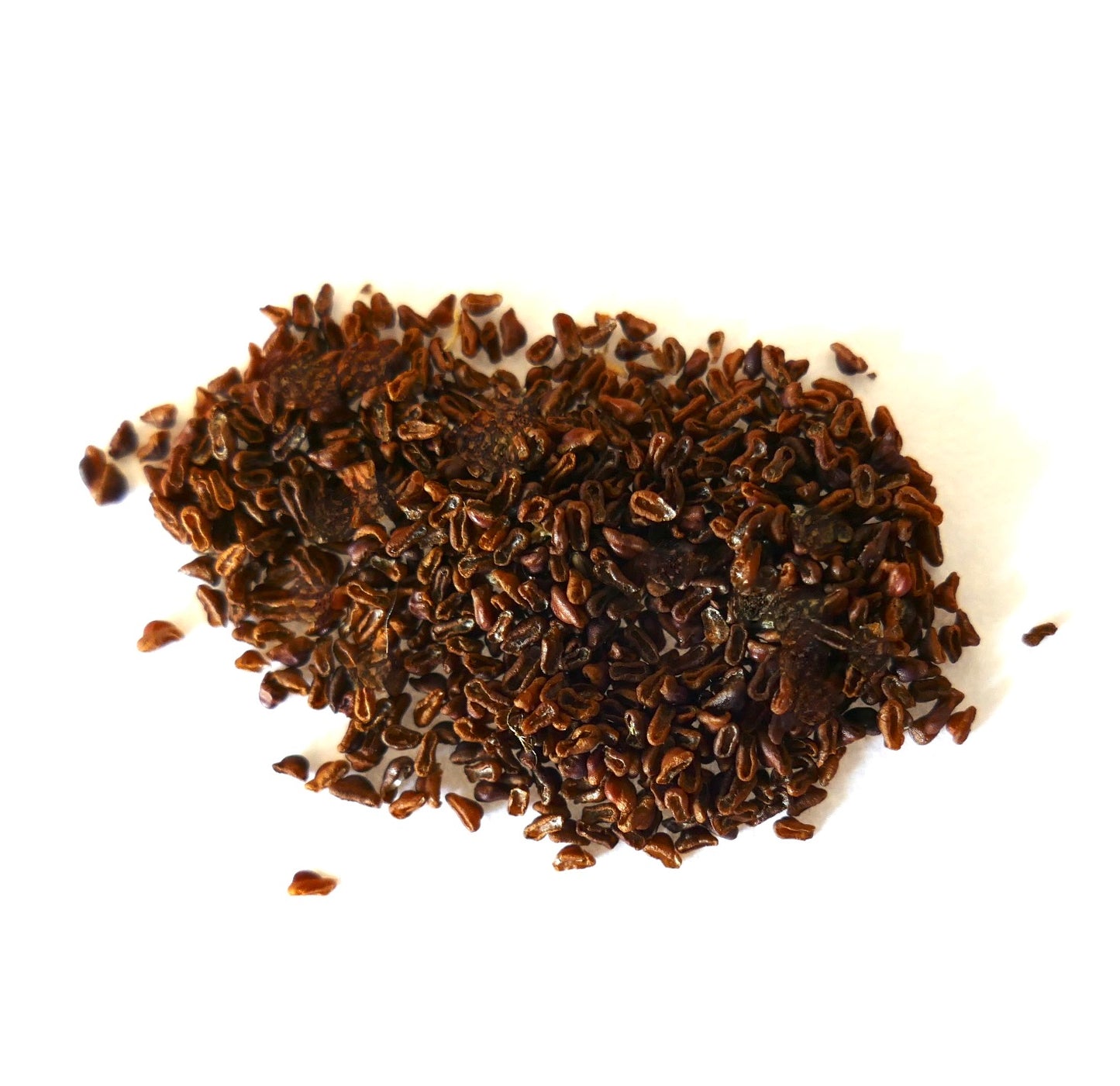 Flere små brune frø av Thrixanthocereus blossfeldiorum på en hvit overflate