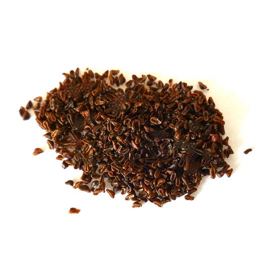 عدة بذور بنية صغيرة من ثريكسانثوسيروس بلوسفيلدوروم على سطح أبيض