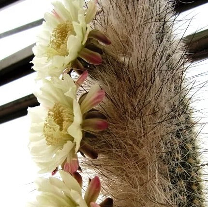 Cacto Thrixanthocereus cullmannianus com flores branco-creme e espinhos densos