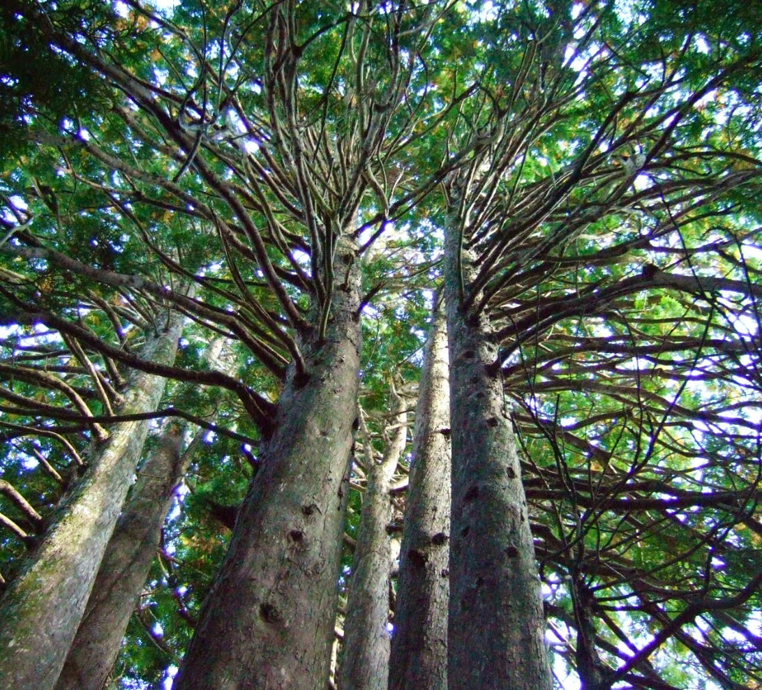Thujopsis dolabrata altos árboles perennes coníferos con follaje verde denso y corteza texturizada