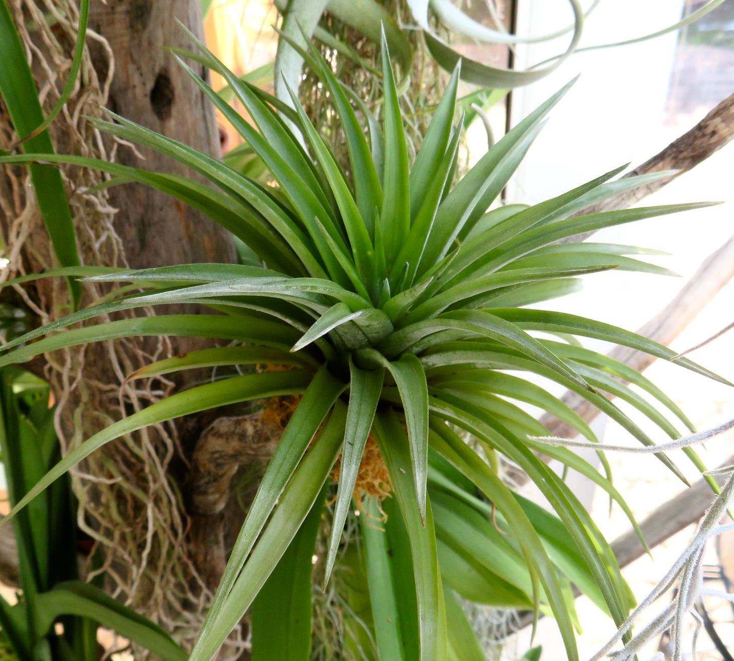 Tillandsia abdita green air plant with long narrow leaves and rosette shape