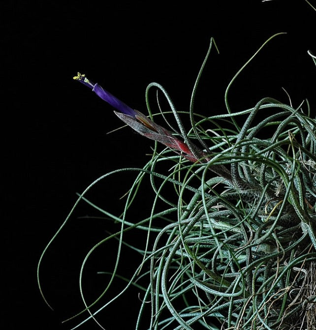 Tillandsia butzii air plant with thin curly leaves and vibrant purple flower spike